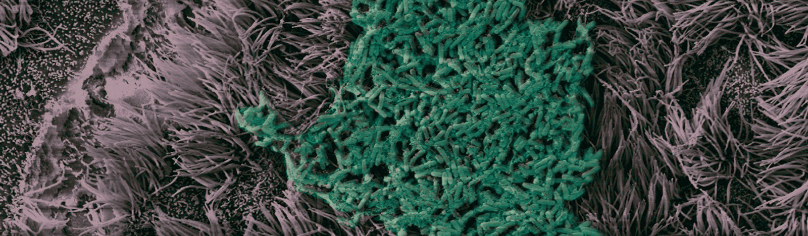 NBIC Southampton Biofilm Image .png 1