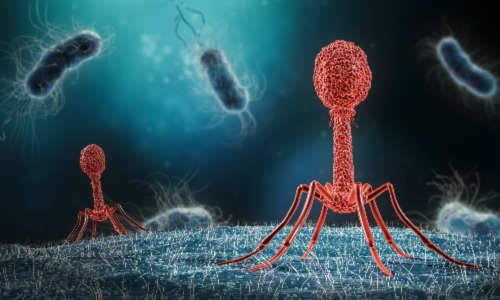 Bacteriophages for website.jpg