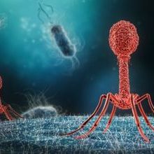 Bacteriophages for website.jpg