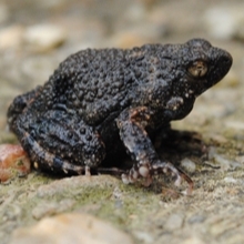 Tungara frog