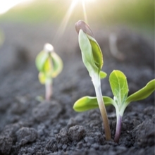 Soil briefing